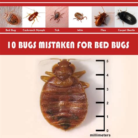 Bed Bugs Mistaken For