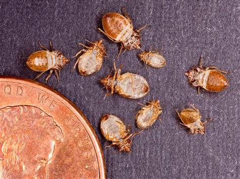 Bed Bugs Myrtle Beach