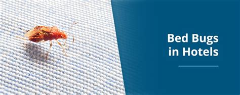 Bed Bugs Nz Hotels