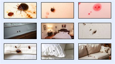 Bed Bugs Only On Sheets