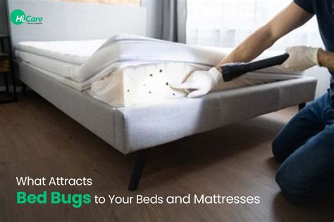 Bed Bugs Prefer Made Beds