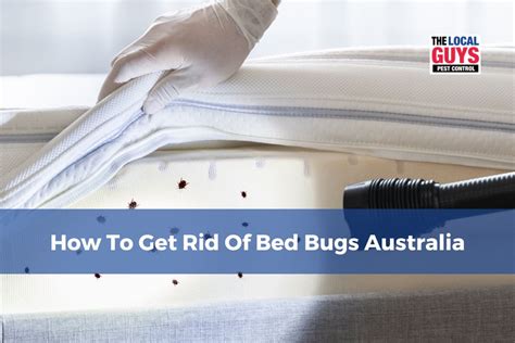 Bed Bugs Problem In Australia