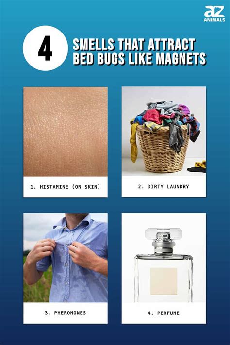 Bed Bugs Smell