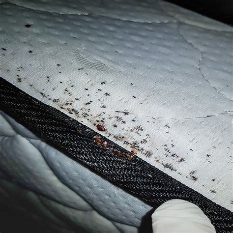 Bed Bugs Thrift Clothes