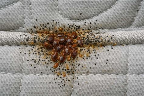Bed Bugs Under Pillow