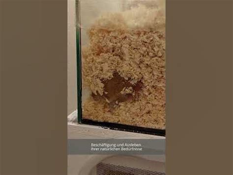 Bedding Depth For Hamsters