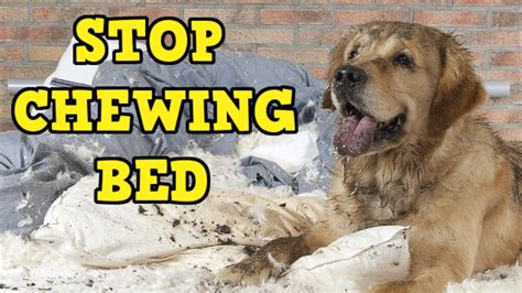 Bedding Dogs Can't Chew Up