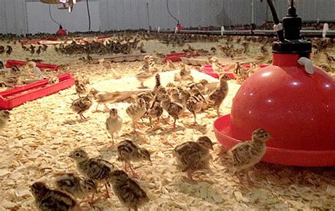 Bedding For Pheasant Chicks