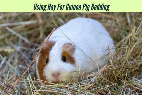 Bedding Hay Guinea Pigs