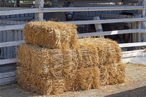 Bedding Hay Or Straw