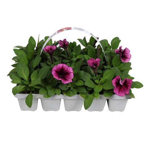 Bedding Plants At Homebase