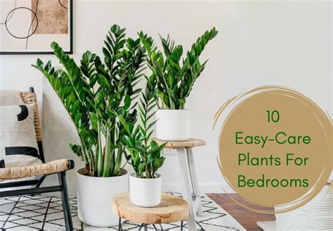 Bedding Plants Easy Care