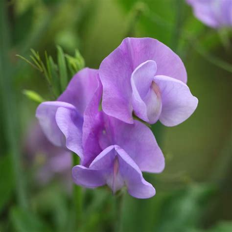 Bedding Plants Leamington