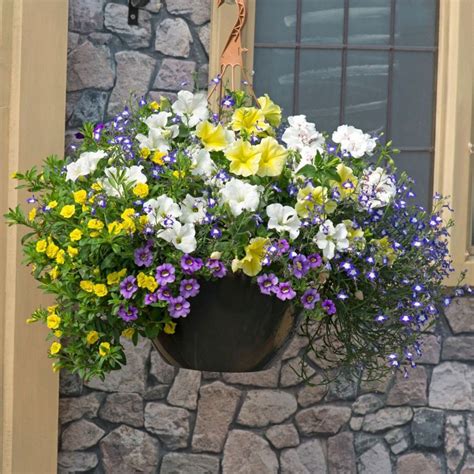 Bedding Plants Martock