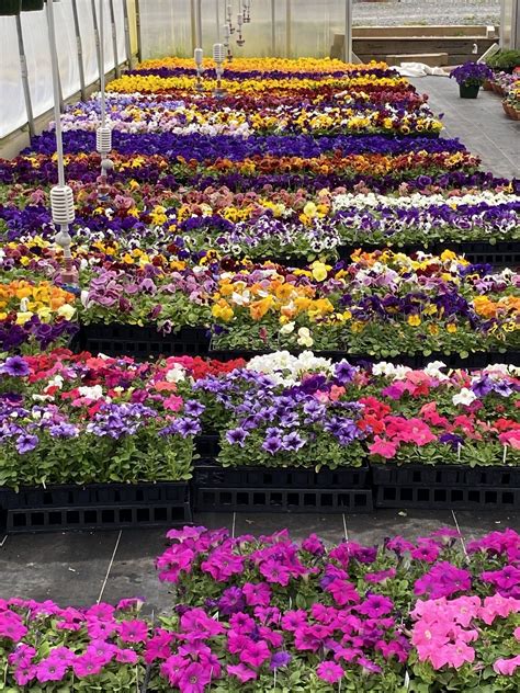 Bedding Plants Now