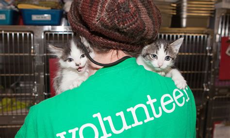 Bedford Animal Shelter Volunteer