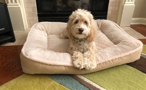 Beds For Cockapoo Puppies
