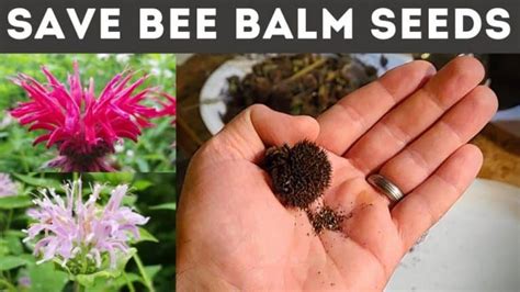 10 Purple Bee Balm Seeds attracts Pollinators to the Garden & Etsy