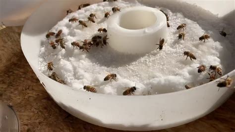 Healthy Bee Brood Builder Patties Beez Needz
