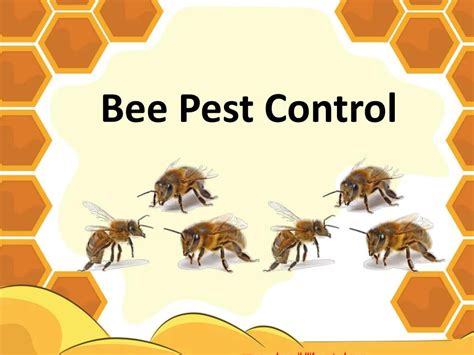 bee and pest control