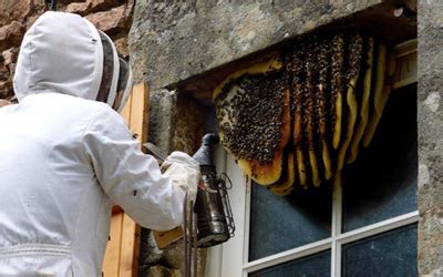 bee and wasp removal services