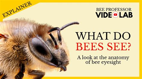 bee eyesight