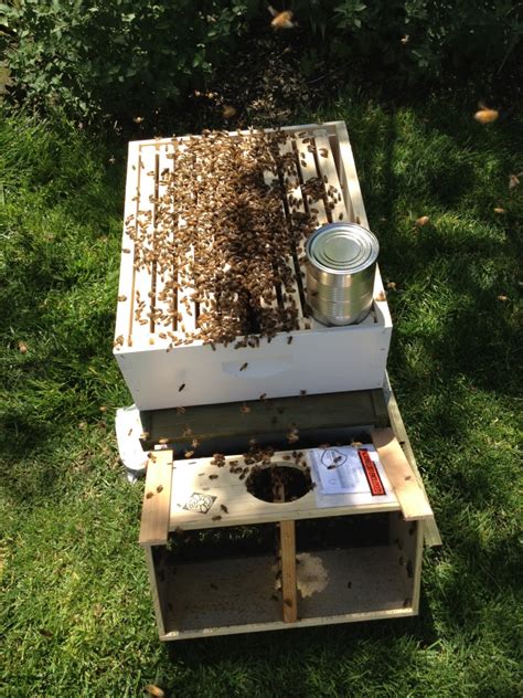 bee hive package