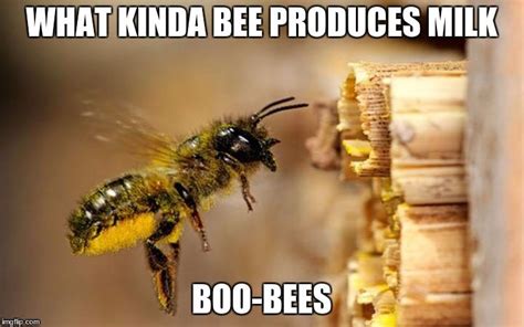 Pin by Mattie Lee on Animal Memes Animal memes, Bee, Hilarious