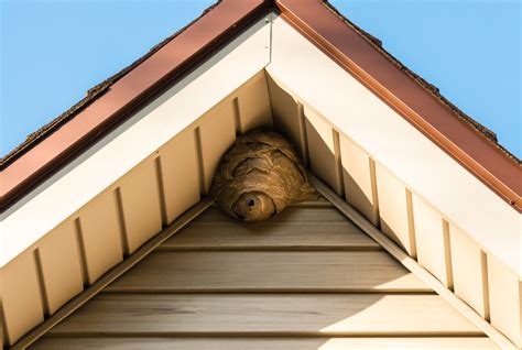 bee nest in house roof