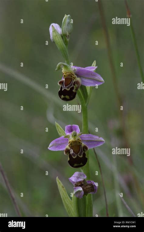 Bee Orchid Flowering Time