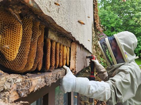 bee removal boston