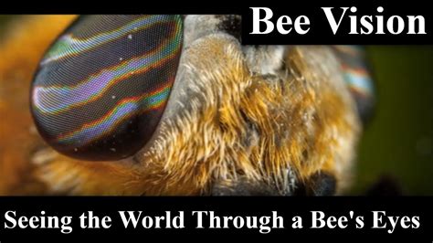 bee vision
