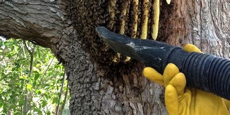 bee wasp removal near me