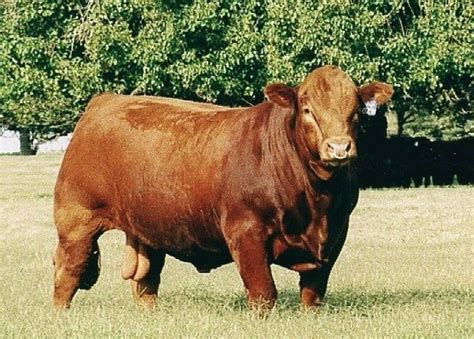 beef cattle breeds in kenya
