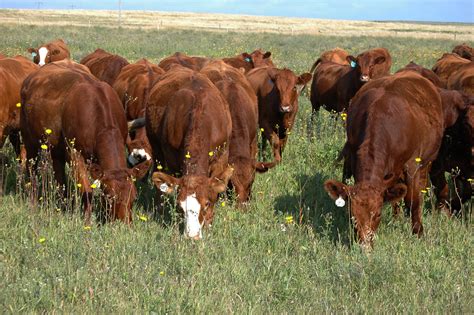 beef cattle farming