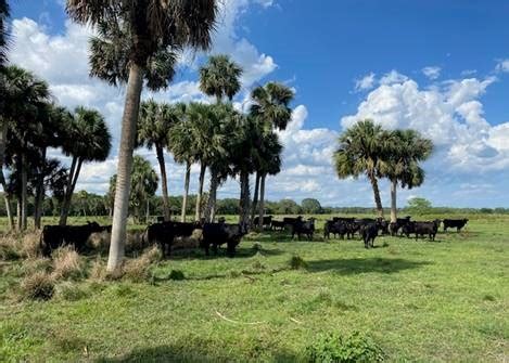 beef cattle production in florida