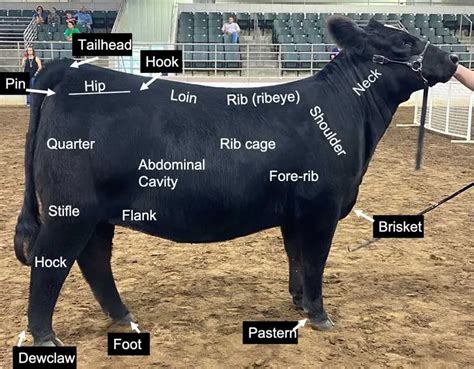 Beef Definition In Cattle