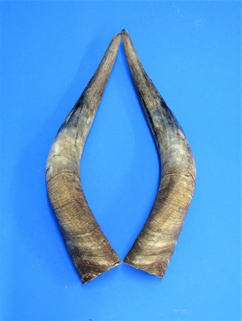 beef horn type