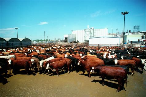 Beef Processing Plants In Texas