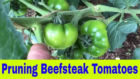 Beefsteak Tomato Pruning