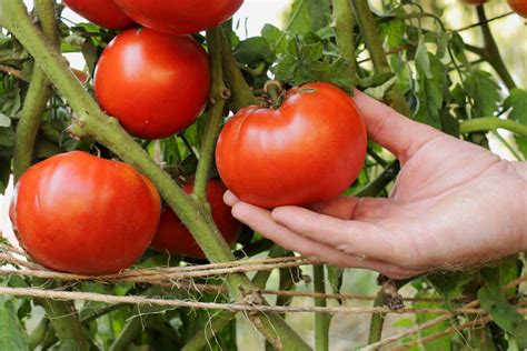 Beefsteak Tomato Temperature