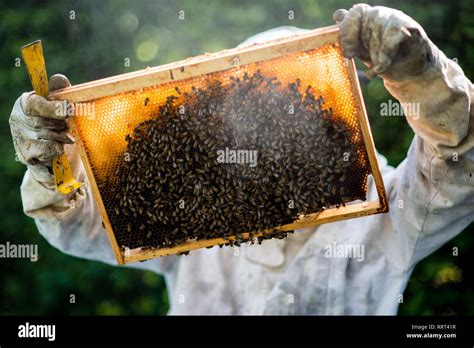 beekeeper inspecting hive