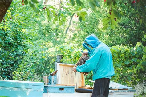 beekeeper maintaining beehive