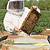 beekeeping tax break