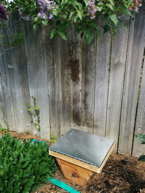 Beekeeping Eugene Oregon