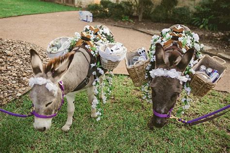 15+ Beer Burro Wedding