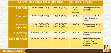 Beer Enzymes Temperature