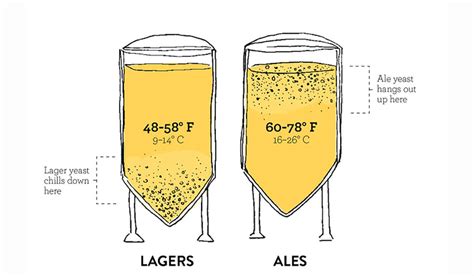 Beer Fermentation Types
