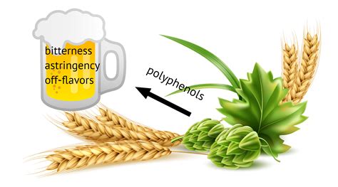 Beer Polyphenols