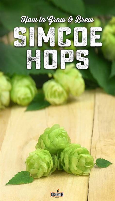 Beer With Simcoe Hops